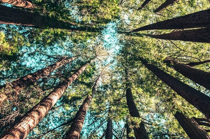 low angle photography of trees at daytime